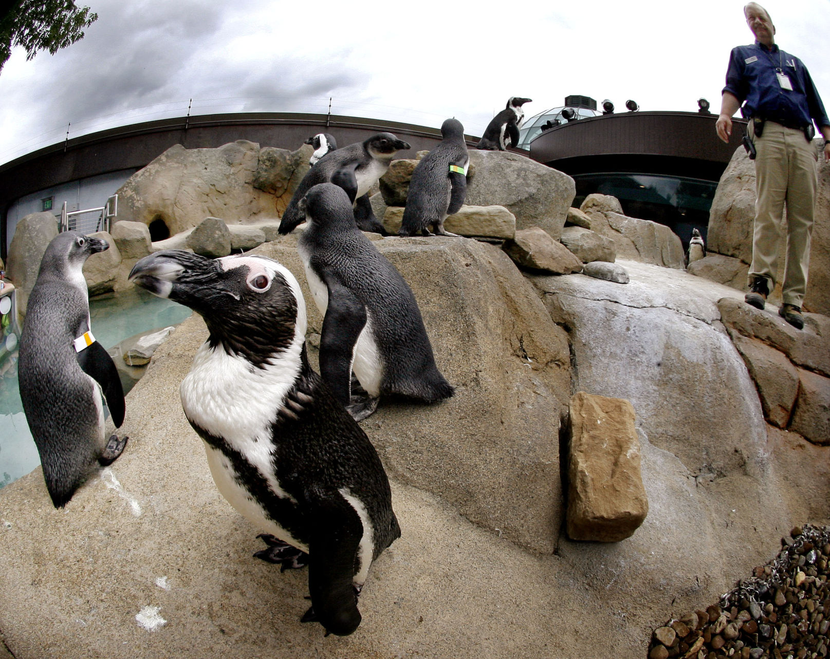 Penguins